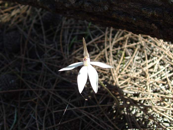 Caladenia marginata - orchidaceae_whitefairy.jpg